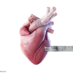 heart from another human is used in Heart Transplant 